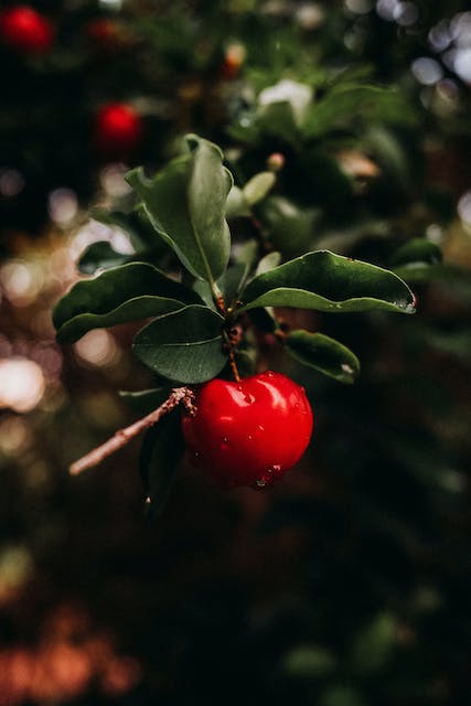 Acerola – Alle Infos zur natürlichen Vitamin C Bombe